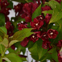 Weigela Cherry Love 30-40 cm 3,0L