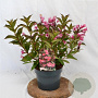 Weigela 'Minuet' 30-40 cm 3,0L