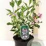 Weigela 'Nana Variegata' 30-40 cm 3,0L