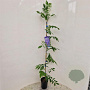 Wisteria sinensis 100-125 cm rozenpot 2L
