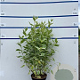 Cornus alba 'Elegantissima' 80-100 cm 7,5L