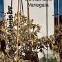 Cornus controversa 'Variegata' 100-125 cm met kluit