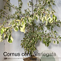 Cornus controversa 'Variegata' 125-150 cm met kluit