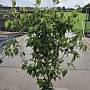Cornus k. 'China Girl' 125-150 cm 20L