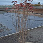 Cornus kousa chinensis 125-150 cm met kluit