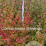 Cornus kousa chinensis 125-150 cm met kluit