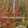Cornus kousa chinensis 125-150 cm met kluit