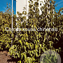 Cornus kousa chinensis 150-175 cm met kluit