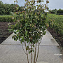 Cornus kousa chinensis 150-175 cm 20L
