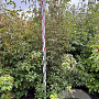 Cornus kousa chinensis 200-225 cm met kluit