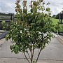 Cornus k. 'Milky Way' 150-175 cm 20L