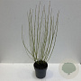 Cornus sericea 'Flaviramea' 100-125 cm 12L