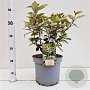 Elaeagnus ebb. 'Compacta' 50-60 cm 7,5L