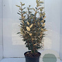 Elaeagnus ebb. 'Compacta' 80-100 cm 10L