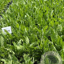 Achillea fil. 'Cloth of Gold' GM 2,0L