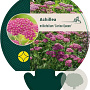 Achillea m. 'Cerise Queen' GM P9