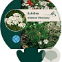Achillea m. 'White Beauty' GM P9