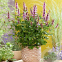 Agastache Beelicious Pink GM P9