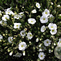 Arenaria montana GM P9