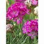 Armeria mar. 'Abbey Deep Rose' GM P9