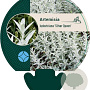 Artemisia lud. 'Silver Queen' GM P9