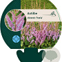 Astilbe c. 'Pumila' GM P9