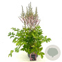 Astilbe c. 'Pumila' GM 2,0L