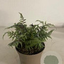Athyrium niponicum pictum GM 2,0L