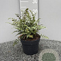 Athyrium niponicum pictum GM 2,0L