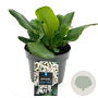 Bergenia 'Bressingham White' GM 2,0L