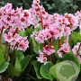 Bergenia 'Harzkristall' GM P9