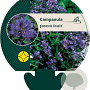 Campanula glom. 'Acaulis' GM P9