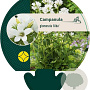 Campanula glom. 'Alba' GM P9