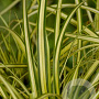 Carex oshim. 'Evergold' GM P9