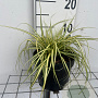 Carex oshim. 'Evergold' GM 2,0L