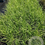 Cortaderia s. 'Rosea' GM 2,0L