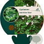 Cyclamen hederif. 'Album' GM P9