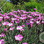 Dianthus grat. 'Pink Jewel' GM P9
