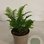 Dryopteris af. 'Crispa' GM 2,0L