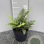Dryopteris wallichiana GM 2,0L
