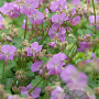 Geranium cant. 'Cambridge' GM P9