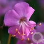 Geranium cant. 'Cambridge' GM P9