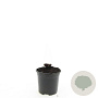 Geranium Rozanne GM 1.5