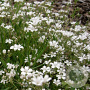 Gypsophila repens 'Filou White' GM P9