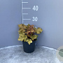Heuchera 'Marmalade' GM 2,0L