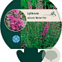 Lythrum sal. 'Morden Pink' GM P9