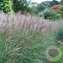 Miscanthus 'Kleine Silberspinne' 3,0L