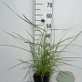 Miscanthus sin. 'Ferner Osten' GM 2,0L