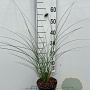 Miscanthus sin. 'Gracillimus' GM 2,0L