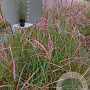 Miscanthus sin. 'Kleine Silbersp.' GM 2,0L
